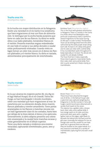www.reglamentodepesca.org.ar




Trucha arco iris
Oncorhynchus mykiss



Es la trucha con mayor distribución en la Patagonia.        Rainbow Trout (Oncorhynchus mykiss)
Existe una variedad en el río Santa Cruz anádroma           This is the Trout with greatest distribution
                                                            in Patagonia. There is a variety in the Santa
que hace migraciones al mar con fines de alimenta-          Cruz River, which has developed a very
ción. Se distingue por la ancha banda purpúrea que          particular anadromous habit; it performs
tiene en cada uno de sus flancos. Su dorso es verde         several migrations to the ocean during
oliva y sus lados plateados, tornándose blanca en           its life span in order to feed. The Rainbow
                                                            Trout can be distinguished from the other
el vientre. Presenta manchas negras redondeadas
                                                            salmonids by the wide purple stripe along
en casi todo el cuerpo y sus aletas dorsales y caudal       each side. Its back is of a deep olive green
están profusamente moteadas. Cuando viven en                and its sides are silver with a white belly.
lagos toman un color más oscuro en el dorso, los flan-      It has rounded black spots throughout its
cos plateados y el vientre blanco. Su dieta es variada,     body especially on its back. The dorsal and
                                                            caudal fins are deeply mottled.
alimentándose principalmente de invertebrados.              The Trout that live in lakes, especially
                                                            those close to glaciers; have darker backs,
                                                            their sides silver and a white belly. Their
                                                            diet is quite varied but it feeds mainly on
                                                            invertebrates.




Trucha marrón
Salmo trutta



Es la que alcanza los mayores portes (Ej. 16,3 Kg en        Brown Trout (Salmo trutta)
el lago Nahuel Huapi). En el río Grande, Tierra del         These trout have attached the largest
                                                            size of all (Ex. in the Nahuel Huapi Lake
Fuego, se han homologado 7 récords mundiales,               a specimen was captured weighing 16,3
sobre una variedad que hace migraciones al mar. Se          Kilograms). In the Rio Grande in Tierra del
caracteriza por su coloración dorada; dorso marrón,         Fuego 7 world record were obtained with a
flancos plateados y vientre amarillento. Tiene pintas       variety that travels to the ocean.
                                                            This species has a golden color, a brown
anaranjadas en los flancos y manchas oscuras con            back, silver sides, and a yellow belly. It
un halo ligeramente claro en los costados, hasta bien       has orange spots on its sides and very
por debajo de la línea lateral, el dorso y los opérculos.   prominent dark spots with a slightly
Generalmente, la aleta adiposa presenta una colora-         lighter halo on the edges, right down to
                                                            beneath the lateral line, the back and the
ción anaranjada y la caudal tiene manchas escasas y
                                                            gill cover. Generally, the adipose fin has an
están generalmente en el lóbulo superior.                   orange color and the caudal fin can have
Tiene una dieta variada y evidencia una enorme              spots but in general these are few and
voracidad, capturando invertebrados, peces, aves y          they are located on the upper lobule. It is
roedores.                                                   very voracious and feeds on a variety of
                                                            invertebrates capturing fish and even small
                                                            rodents.




                                                                                                      69
 