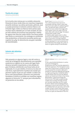 Peces de la Patagonia




Trucha de arroyo
(Salvelinus fontinalis)



Es la trucha más vistosa por su notable coloración.        Brook Trout (Sal­ e­ i­ us fon­ i­ a­ is)
                                                                            v ln         tn l
Presenta el dorso verde oliva con manchas irregulares      This is the showiest Trout due to its
                                                           remarkable coloring. It back is dark olive
amarillo verdosas. Las aletas pectorales, pélvicas, anal
                                                           with vermicular spots of a yellowish green
y caudal presentan el extremo anterior blanco con          color. The pectoral, pelvic, ventral and
el borde negro. Sobre sus flancos tiene pintas rojas,      caudal fins have a white front edge with
muchas veces rodeadas por un halo azulado. El cuer-        black borders and on its sides it has red
po está cubierto de escamas muy pequeñas. Habita           spots, often with a bluish edge. The body is
                                                           covered with smaller scales.
las aguas más frías las cuales tienen una fauna pobre      It inhabits colder waters and it is often
que limita su crecimiento. Sin embargo en ambientes        found at the headwaters of springs, which
más productivos, es frecuente encontrar portes que         have a fauna poor limiting its growth.
superan los 4 Kg. Se alimenta de una gran variedad         Nevertheless in environments where food
                                                           is more abundant it is not uncommon to
de invertebrados.                                          find individuals that weigh over 4 kilos. It
                                                           feeds on a great variety of invertebrates.




Salmón del atlántico
(Salmo salar)



Sólo presente en algunos lagos y ríos del centro y         Atlantic Salmon (Salmo salar, landlocked
                                                           form)
norte de la Patagonia. Recientemente una variedad
                                                           It has a very limited distribution in centre
anádroma se registro en la cuenca del lago Puelo.          and north of Patagonia.
Alcanza tamaños importantes, y esta dotada de              Anadromous form has recently appeared in
gran fortaleza, exhibiendo una tenaz lucha al ser          the Puelo Lake basin. This fish grows to very
capturada. Es un pez esbelto, el tronco y la cola son      large sizes if they remain a long time at sea.
                                                           It is very powerful and when captured it
más finos, especialmente el pedúnculo caudal que           exhibits an impressive fighting spirit giving
permite sujetar al pez sin que resbale. La aleta cau-      it a high sporting value. Unlike the Pacific
dal es más ahorquillada y presenta una profunda            Salmon breeds only once but the Atlantic
hendidura. El dorso es azulado con manchas negras,         salmon can breed up to three or four times.
                                                           Nevertheless, a great percentage dies
algunas en forma de "x", aunque poco abundantes,           the first time. The head is proportionally
no presentes en las aletas.                                smaller than its body. The body and tail
                                                           are narrower especially near the caudal
                                                           fin which allows easier handling without
                                                           slipping as it occurs with all the Trout. This
                                                           fin is forked, that is to say it has a slit in the
                                                           middle. Its back is bluish with black spots
                                                           some in the form of an “X” although these
                                                           are few, no spots are observed on the fins.




 70
 