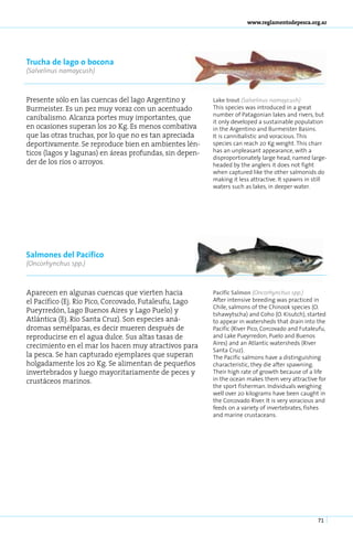 www.reglamentodepesca.org.ar




Trucha de lago o bocona
(Salvelinus namaycush)



Presente sólo en las cuencas del lago Argentino y        Lake trout (Salvelinus namaycush)
Burmeister. Es un pez muy voraz con un acentuado         This species was introduced in a great
                                                         number of Patagonian lakes and rivers, but
canibalismo. Alcanza portes muy importantes, que
                                                         it only developed a sustainable population
en ocasiones superan los 20 Kg. Es menos combativa       in the Argentino and Burmeister Basins.
que las otras truchas, por lo que no es tan apreciada    It is cannibalistic and voracious. This
deportivamente. Se reproduce bien en ambientes lén-      species can reach 20 Kg weight. This charr
ticos (lagos y lagunas) en áreas profundas, sin depen-   has an unpleasant appearance, with a
                                                         disproportionately large head, named large-
der de los ríos o arroyos.                               headed by the anglers it does not fight
                                                         when captured like the other salmonids do
                                                         making it less attractive. It spawns in still
                                                         waters such as lakes, in deeper water.




Salmones del Pacífico
(Oncorhynchus spp.)



Aparecen en algunas cuencas que vierten hacia            Pacific Salmon (Oncorhynchus spp.)
el Pacífico (Ej. Río Pico, Corcovado, Futaleufu, Lago    After intensive breeding was practiced in
                                                         Chile, salmons of the Chinook species (O.
Pueyrredón, Lago Buenos Aires y Lago Puelo) y            tshawytscha) and Coho (O. Kisutch), started
Atlántica (Ej. Río Santa Cruz). Son especies aná-        to appear in watersheds that drain into the
dromas semélparas, es decir mueren después de            Pacific (River Pico, Corcovado and Futaleufu,
reproducirse en el agua dulce. Sus altas tasas de        and Lake Pueyrredon, Puelo and Buenos
                                                         Aires) and an Atlantic watersheds (River
crecimiento en el mar los hacen muy atractivos para
                                                         Santa Cruz).
la pesca. Se han capturado ejemplares que superan        The Pacific salmons have a distinguishing
holgadamente los 20 Kg. Se alimentan de pequeños         characteristic, they die after spawning.
invertebrados y luego mayoritariamente de peces y        Their high rate of growth because of a life
crustáceos marinos.                                      in the ocean makes them very attractive for
                                                         the sport fisherman. Individuals weighing
                                                         well over 20 kilograms have been caught in
                                                         the Corcovado River. It is very voracious and
                                                         feeds on a variety of invertebrates, fishes
                                                         and marine crustaceans.




                                                                                                  71
 