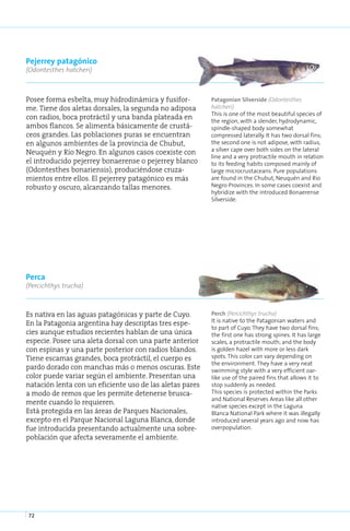 Pejerrey patagónico
(Odontesthes hatcheri)



Posee forma esbelta, muy hidrodinámica y fusifor-         Patagonian Silverside (Odontesthes
me. Tiene dos aletas dorsales, la segunda no adiposa      hatcheri)
                                                          This is one of the most beautiful species of
con radios, boca protráctil y una banda plateada en       the region, with a slender, hydrodynamic,
ambos flancos. Se alimenta básicamente de crustá-         spindle-shaped body somewhat
ceos grandes. Las poblaciones puras se encuentran         compressed laterally. It has two dorsal fins;
en algunos ambientes de la provincia de Chubut,           the second one is not adipose, with radius,
                                                          a silver cape over both sides on the lateral
Neuquén y Río Negro. En algunos casos coexiste con
                                                          line and a very protractile mouth in relation
el introducido pejerrey bonaerense o pejerrey blanco      to its feeding habits composed mainly of
(Odontesthes bonariensis), produciéndose cruza-           large microcrustaceans. Pure populations
mientos entre ellos. El pejerrey patagónico es más        are found in the Chubut, Neuquén and Rio
robusto y oscuro, alcanzando tallas menores.              Negro Provinces. In some cases coexist and
                                                          hybridize with the introduced Bonaerense
                                                          Silverside.




Perca
(Percichthys trucha)



Es nativa en las aguas patagónicas y parte de Cuyo.       Perch (Percichthys trucha)
En la Patagonia argentina hay descriptas tres espe-       It is native to the Patagonian waters and
                                                          to part of Cuyo. They have two dorsal fins;
cies aunque estudios recientes hablan de una única        the first one has strong spines. It has large
especie. Posee una aleta dorsal con una parte anterior    scales, a protractile mouth; and the body
con espinas y una parte posterior con radios blandos.     is golden hazel with more or less dark
Tiene escamas grandes, boca protráctil, el cuerpo es      spots. This color can vary depending on
                                                          the environment. They have a very neat
pardo dorado con manchas más o menos oscuras. Este        swimming style with a very efficient oar-
color puede variar según el ambiente. Presentan una       like use of the paired fins that allows it to
natación lenta con un eficiente uso de las aletas pares   stop suddenly as needed.
a modo de remos que les permite detenerse brusca-         This species is protected within the Parks
                                                          and National Reserves Areas like all other
mente cuando lo requieren.                                native species except in the Laguna
Está protegida en las áreas de Parques Nacionales,        Blanca National Park where it was illegally
excepto en el Parque Nacional Laguna Blanca, donde        introduced several years ago and now has
fue introducida presentando actualmente una sobre-        overpopulation.
población que afecta severamente el ambiente.




72
 
