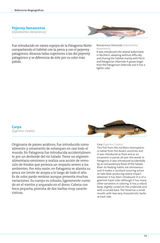 Referencias Biogeográficas




Pejerrey bonaerense
(Odontesthes bonariensis)



Fue introducido en varios espejos de la Patagonia Norte    Bonaerense Silverside (Odontesthes
compartiendo el hábitat con la perca y con el pejerrey     bonariensis)
                                                           It was introduced into several watersheds
patagónico. Alcanza tallas superiores a los del pejerrey   in Northern, adapting without difficulty
patagónico y se diferencia de éste por su color más        and sharing the habitat mainly with Perch
pálido.                                                    and Patagonian Silverside. It grows larger
                                                           than the Patagonian Silverside and it has a
                                                           lighter color.




Carpa
(Cyprinus Carpio)



Originaria de países asiáticos, fue introducida como       Carp (Cyprinus Carpio)
alimento y ornamento de estanques en casi todo el          This fish from the northern hemisphere,
                                                           is native from the Asiatic countries, but
mundo. En Patagonia fue introducida accidentalmen-         it was introduced as food and as an
te por un desborde del río Salado. Tiene un régimen        ornament in ponds all over the world. In
alimentario omnívoro y realiza una acción de remo-         Patagonia, it was introduced accidentally
ción de fondos que provoca un impacto severo a los         by an extraordinary flood of the Salado
                                                           River. Its feeding habits are omnivorous
ambientes. Por esta razón, en Patagonia se alienta su
                                                           and it makes a constant scouring action
pesca sin límite de acopio a lo largo de todo el año.      on lake beds producing severe impact
Es de color pardo verdoso aunque presenta muchas           wherever it has been introduced. It is of a
variaciones. Su cuerpo es robusto, ligeramente curva-      greenish hazel color although it has many
do en el vientre y arqueado en el dorso. Cabeza con        other variations in coloring. It has a robust
                                                           body, slightly curved on the underside and
boca pequeña, provista de dos barbas muy caracte-          with a curved back. The head has a small
rísticas.                                                  mouth, with two very characteristic barbs
                                                           at each side.




                                                                                                     73
 