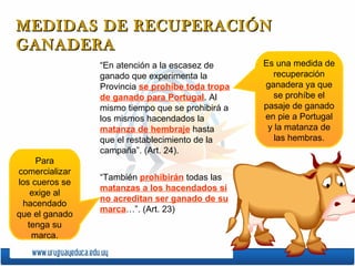 MEDIDAS DE RECUPERACIÓN GANADERA  “En atención a la escasez de ganado que experimenta la Provincia  se prohíbe toda tropa de ganado para Portugal . Al mismo tiempo que se prohibirá a los mismos hacendados la  matanza de hembraje  hasta que el restablecimiento de la campaña”. (Art. 24). “También  prohibirán  todas las  matanzas a los hacendados si no acreditan ser ganado de su marca …”. (Art. 23) Es una medida de recuperación ganadera ya que se prohíbe el pasaje de ganado en pie a Portugal y la matanza de las hembras. Para comercializar los cueros se exige al hacendado que el ganado tenga su marca. 
