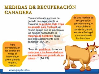 MEDIDAS DE RECUPERACIÓN
GANADERA
                “En atención a la escasez de      Es una medida de
                ganado que experimenta la            recuperación
                Provincia se prohíbe toda tropa   ganadera ya que
                de ganado para Portugal. Al          se prohíbe el
                mismo tiempo que se prohibirá a   pasaje de ganado
                los mismos hacendados la          en pie a Portugal
                matanza de hembraje hasta          y la matanza de
                que el restablecimiento de la        las hembras.
                campaña”. (Art. 24).
     Para
comercializar
                “También prohibirán todas las
los cueros se
                matanzas a los hacendados si
    exige al
                no acreditan ser ganado de su
 hacendado
                marca…”. (Art. 23)
que el ganado
   tenga su
    marca.
 