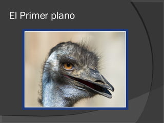 El Primer plano 