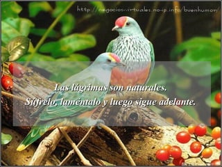 Las lágrimas son naturales.Las lágrimas son naturales.
Súfrelo, laméntalo y luego sigue adelante.Súfrelo, laméntalo y luego sigue adelante.
 