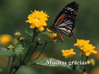 Muchas gracias…
              27
 