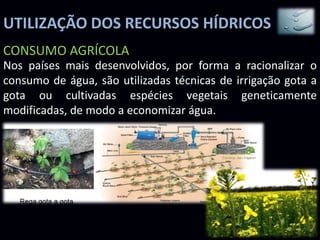 UTILIZAÇÃO DOS RECURSOS HÍDRICOS
CONSUMO AGRÍCOLA
Nos países mais desenvolvidos, por forma a racionalizar o
consumo de água, são utilizadas técnicas de irrigação gota a
gota ou cultivadas espécies vegetais geneticamente
modificadas, de modo a economizar água.
 