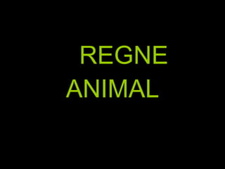 REGNE ANIMAL 