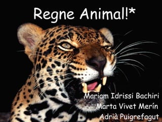 Regne Animal!*




      Mariam Idrissi Bachiri
         Marta Vivet Merín
          Adrià Puigrefagut
 