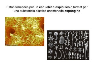 Estan formades per un esquelet d’espícules o format per
     una substància elàstica anomenada espongina
 