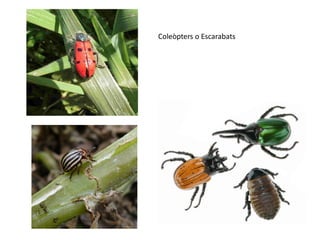 Coleòpters o Escarabats
 