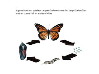 Alguns insectes pateixen un procés de metamorfosi després de néixer
que els convertirà en adults madurs
 
