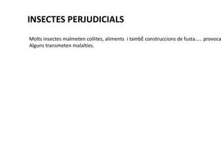 INSECTES PERJUDICIALS
Molts insectes malmeten collites, aliments i també construccions de fusta..... provoca
Alguns transmeten malalties.
 