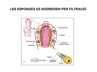 LES ESPONGES ES NODREIXEN PER FILTRACIÓ.
 