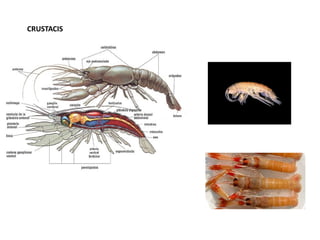 CRUSTACIS
 