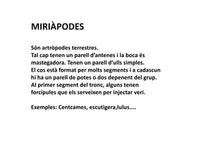 MIRIÀPODES

Són artròpodes terrestres.
Tal cap tenen un parell d’antenes i la boca és
mastegadora. Tenen un parell d’ulls simples.
El cos està format per molts segments i a cadascun
hi ha un parell de potes o dos depenent del grup.
Al primer segment del tronc, alguns tenen
forcípules que els serveixen per injectar verí.

Exemples: Centcames, escutigera,Iulus....
 