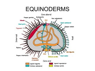 EQUINODERMS
 