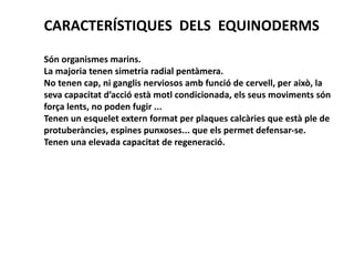 CARACTERÍSTIQUES DELS EQUINODERMS

Són organismes marins.
La majoria tenen simetria radial pentàmera.
No tenen cap, ni ganglis nerviosos amb funció de cervell, per això, la
seva capacitat d’acció està motl condicionada, els seus moviments són
força lents, no poden fugir ...
Tenen un esquelet extern format per plaques calcàries que està ple de
protuberàncies, espines punxoses... que els permet defensar-se.
Tenen una elevada capacitat de regeneració.
 