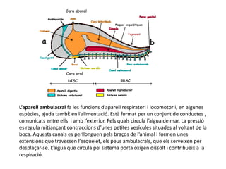 L’aparell ambulacral fa les funcions d’aparell respiratori i locomotor i, en algunes
espècies, ajuda també en l’alimentació. Està format per un conjunt de conductes ,
comunicats entre ells i amb l’exterior. Pels quals circula l’aigua de mar. La pressió
es regula mitjançant contraccions d’unes petites vesícules situades al voltant de la
boca. Aquests canals es perllonguen pels braços de l’animal i formen unes
extensions que travessen l’esquelet, els peus ambulacrals, que els serveixen per
desplaçar-se. L’aigua que circula pel sistema porta oxigen dissolt i contribueix a la
respiració.
 