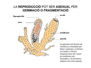 LA REPRODUCCIÓ POT SER ASEXUAL PER
     GEMMACIÓ O FRAGMENTACIÓ




                        Les gemmes són formes de
                        resistència, envoltades per
                        fibres i espícules, es formen
                        a la tardor, a l’hivern
                        l’esponja mare mor i quan
                        les condicions són
                        favorables, a la primavera,
                        originen una nova esponja.
 