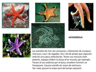 ASTEROÏDEUS




Les estrelles de mar són carnívores, s’alimenten de crustacis,
mol.luscs, cucs i de vegades, fins i tot de peixos que capturen
amb els seus peus ambulacrals. Tenen uns músculs molt
potents, capaços d’obrir la closca d’un musclo, per exemple.
Treuen el seu estòmac per la boca, envolten l’animal i se
l’empassen. Causen estralls als vivers de mol.luscs.
Tot i això, passen la major part del temps reposant.
 
