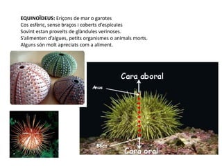 EQUINOÏDEUS: Eriçons de mar o garotes
Cos esfèric, sense braços i coberts d’espícules
Sovint estan proveïts de glàndules verinoses.
S’alimenten d’algues, petits organismes o animals morts.
Alguns són molt apreciats com a aliment.
 