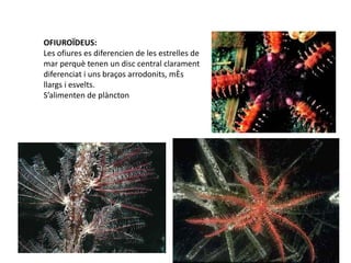 OFIUROÏDEUS:
Les ofiures es diferencien de les estrelles de
mar perquè tenen un disc central clarament
diferenciat i uns braços arrodonits, més
llargs i esvelts.
S’alimenten de plàncton
 