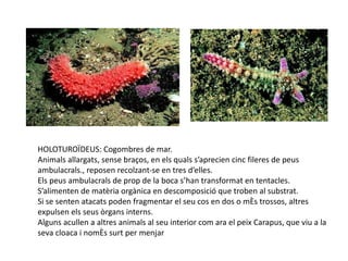 HOLOTUROÏDEUS: Cogombres de mar.
Animals allargats, sense braços, en els quals s’aprecien cinc fileres de peus
ambulacrals., reposen recolzant-se en tres d’elles.
Els peus ambulacrals de prop de la boca s’han transformat en tentacles.
S’alimenten de matèria orgànica en descomposició que troben al substrat.
Si se senten atacats poden fragmentar el seu cos en dos o més trossos, altres
expulsen els seus òrgans interns.
Alguns acullen a altres animals al seu interior com ara el peix Carapus, que viu a la
seva cloaca i només surt per menjar
 