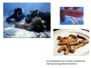Les espardenyes són un tipus d’holoturies
molt apreciat gastronòmicament.
 