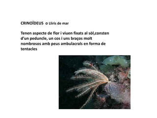 CRINOÏDEUS o Lliris de mar

Tenen aspecte de flor i viuen fixats al sòl,consten
d’un peduncle, un cos i uns braços molt
nombrosos amb peus ambulacrals en forma de
tentacles
 