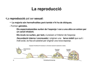 La reproducció

•La reproducció pot ser sexual:
   – La majoria són hermafrodites però també n’hi ha de diòiques.
   - Formen gàmetes.
          Els espermatozoides surten de l’esponja i van a una altra on entren per
          un canal inhalant.
          Els òvuls no surten, per tant, s’uneixen a l’interior de l’esponja
          (fecundació interna i encreuada) i originen una larva mòbil que surt i
          molt aviat, es fixa al substrat per originar una nova esponja.
 