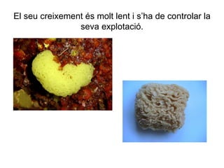 El seu creixement és molt lent i s’ha de controlar la
                seva explotació.
 