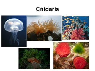 Cnidaris
 