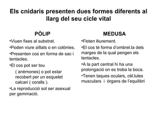 Els cnidaris presenten dues formes diferents al
             llarg del seu cicle vital

             PÒLIP                               MEDUSA
•Viuen fixes al substrat.             •Floten lliurement.
•Poden viure aïllats o en colònies.   •El cos té forma d’ombrel.la dels
•Presenten cos en forma de sac i      marges de la qual pengen els
tentacles.                            tentacles.
•El cos pot ser tou                   •A la part central hi ha una
   ( anèmones) o pot estar            prolongació on es troba la boca.
   recobert per un esquelet           •Tenen taques oculars, cèl.lules
   calcari ( coralls ).               musculars i òrgans de l’equilibri
•La reproducció sol ser asexual
per gemmació.
 