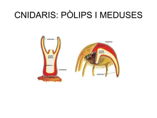 CNIDARIS: PÒLIPS I MEDUSES
 