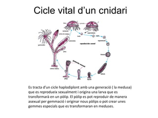 Cicle vital d’un cnidari




Es tracta d’un cicle haplodiplont amb una generació ( la medusa)
que es reprodueix sexualment i origina una larva que es
transformarà en un pòlip. El pòlip es pot reproduir de manera
asexual per gemmació i originar nous pòlips o pot crear unes
gemmes especials que es transformaran en meduses.
 