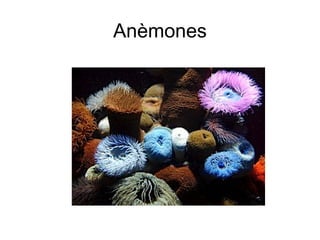 Anèmones
 