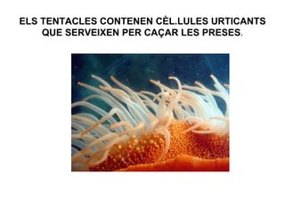 ELS TENTACLES CONTENEN CÈL.LULES URTICANTS
    QUE SERVEIXEN PER CAÇAR LES PRESES.
 