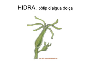 HIDRA: pòlip d’aigua dolça
 