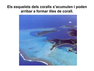 Els esquelets dels coralls s’acumulen i poden
       arribar a formar illes de corall.
 