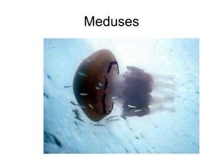 Meduses
 