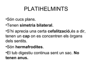 PLATIHELMINTS
•Són cucs plans.
•Tenen simetria bilateral.
•S’hi aprecia una certa cefalització,és a dir,
tenen un cap on es concentren els òrgans
dels sentits.
•Són hermafrodites.
•El tub digestiu continua sent un sac. No
tenen anus.
 
