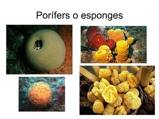 Porífers o esponges
 