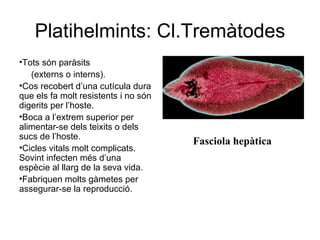 Platihelmints: Cl.Tremàtodes
•Tots són paràsits
   (externs o interns).
•Cos recobert d’una cutícula dura
que els fa molt resistents i no són
digerits per l’hoste.
•Boca a l’extrem superior per
alimentar-se dels teixits o dels
sucs de l’hoste.
                                      Fasciola hepàtica
•Cicles vitals molt complicats.
Sovint infecten més d’una
espècie al llarg de la seva vida.
•Fabriquen molts gàmetes per
assegurar-se la reproducció.
 