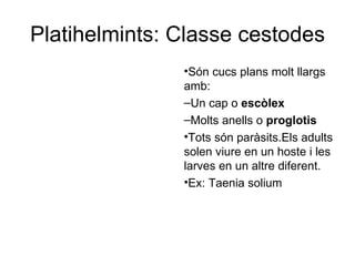 Platihelmints: Classe cestodes
               •Són cucs plans molt llargs
               amb:
               –Un cap o escòlex
               –Molts anells o proglotis
               •Tots són paràsits.Els adults
               solen viure en un hoste i les
               larves en un altre diferent.
               •Ex: Taenia solium
 