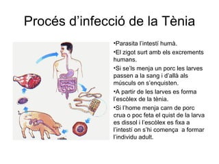 Procés d’infecció de la Tènia
               •Parasita l’intestí humà.
               •El zigot surt amb els excrements
               humans.
               •Si se’ls menja un porc les larves
               passen a la sang i d’allà als
               músculs on s’enquisten.
               •A partir de les larves es forma
               l’escòlex de la tènia.
               •Si l’home menja carn de porc
               crua o poc feta el quist de la larva
               es dissol i l’escòlex es fixa a
               l’intestí on s’hi comença a formar
               l’individu adult.
 