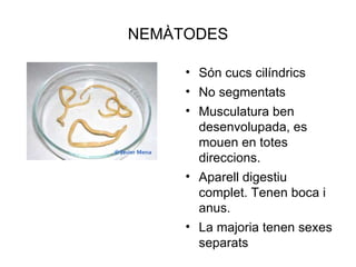 NEMÀTODES

     • Són cucs cilíndrics
     • No segmentats
     • Musculatura ben
       desenvolupada, es
       mouen en totes
       direccions.
     • Aparell digestiu
       complet. Tenen boca i
       anus.
     • La majoria tenen sexes
       separats
 