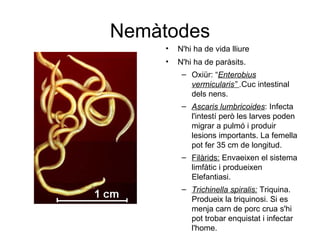 Nemàtodes
     •   N'hi ha de vida lliure
     •   N'hi ha de paràsits.
          – Oxiür: “Enterobius
            vermicularis” .Cuc intestinal
            dels nens.
          – Ascaris lumbricoides: Infecta
            l'intestí però les larves poden
            migrar a pulmó i produir
            lesions importants. La femella
            pot fer 35 cm de longitud.
          – Filàrids: Envaeixen el sistema
            limfàtic i produeixen
            Elefantiasi.
          – Trichinella spiralis: Triquina.
            Produeix la triquinosi. Si es
            menja carn de porc crua s'hi
            pot trobar enquistat i infectar
            l'home.
 
