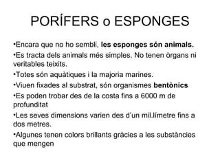 PORÍFERS o ESPONGES
•Encara que no ho sembli, les esponges són animals.
•Es tracta dels animals més simples. No tenen òrgans ni
veritables teixits.
•Totes són aquàtiques i la majoria marines.
•Viuen fixades al substrat, són organismes bentònics
•Es poden trobar des de la costa fins a 6000 m de
profunditat
•Les seves dimensions varien des d’un mil.límetre fins a
dos metres.
•Algunes tenen colors brillants gràcies a les substàncies
que mengen
 