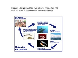 ANISAKIS ÉS UN NEMÀTODE PARÀSIT DELS PEIXOS QUE POT
INFECTAR A LES PERSONES QUAN MENGEN PEIX CRU
 